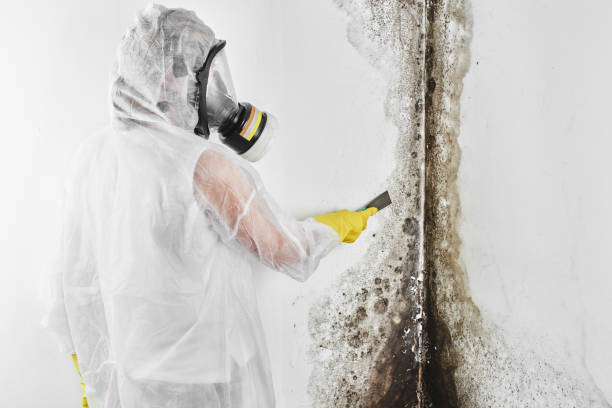 Mold Odor Removal Services in University Center, VA